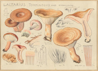 Lactaire torminosus - Hans Baldung — vista dell’opera