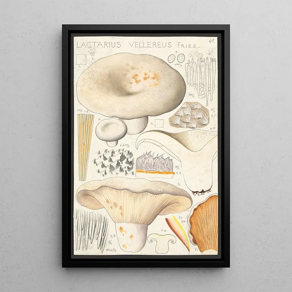 Lactaire velouté Fries - Hans Baldung — quadro incorniciato alla parete