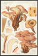 Lentinus cochleatus Pers Fr - Hans Baldung — vista dell’opera