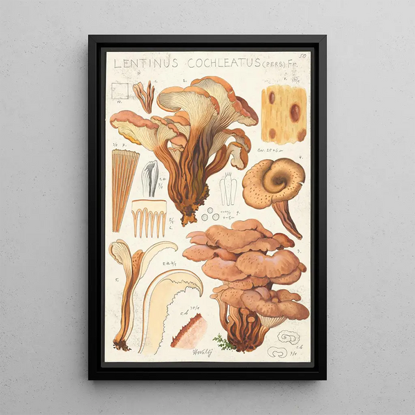 Lentinus cochleatus Pers Fr - Hans Baldung — quadro incorniciato alla parete