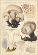 Lentinus gallicus - Hans Baldung — vista dell’opera