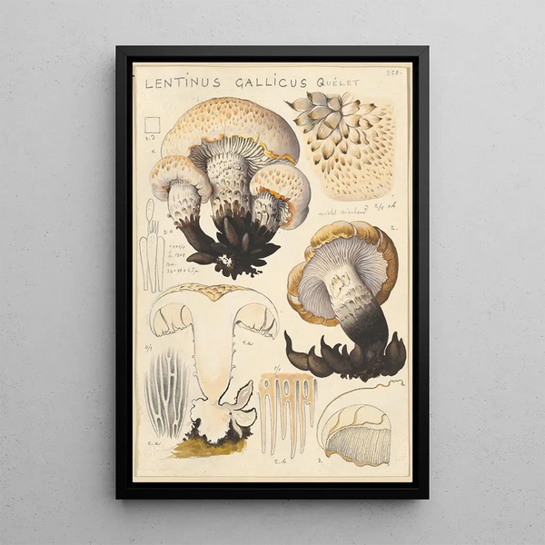 Lentinus gallicus - Hans Baldung — quadro incorniciato alla parete