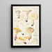 Lentinus lépide Fr Lentinus squamosus Schff lépide - Hans Baldung — quadro incorniciato alla parete