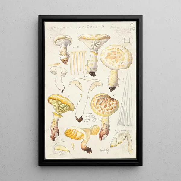 Lentinus lépide Fr Lentinus squamosus Schff lépide - Hans Baldung — quadro incorniciato alla parete