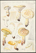 Lentinus lépide Fr Lentinus squamosus Schff lépide - Hans Baldung — vista dell’opera