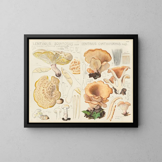 Hans Walty - Lentinus squamosus Lentinus cyathiformis.webp