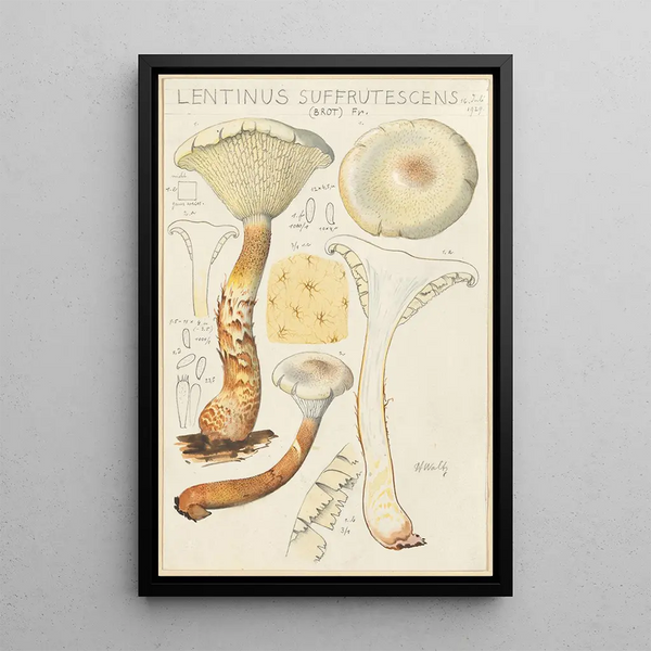 Lentinus suffrutescens - Hans Baldung — quadro incorniciato alla parete