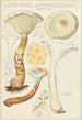 Lentinus suffrutescens - Hans Baldung — vista dell’opera