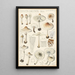 Lepiota cristata - Hans Baldung — quadro incorniciato alla parete