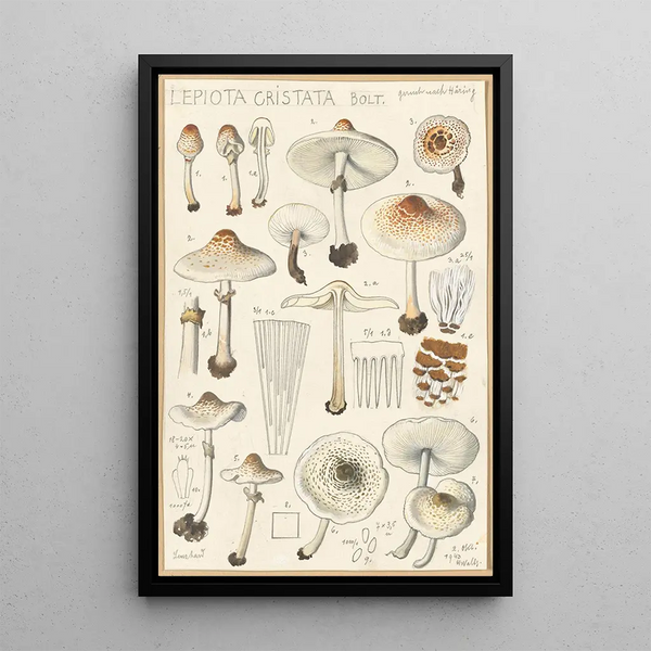 Lepiota cristata - Hans Baldung — quadro incorniciato alla parete