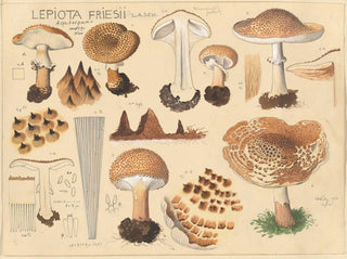 Hans Walty - Lepiota friesii Lasch.webp