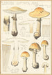 Lepiota guttata pers - Hans Baldung — vista dell’opera