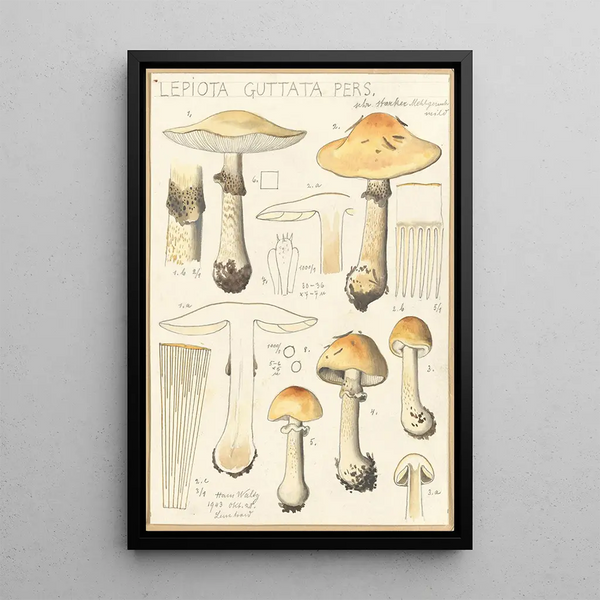 Lepiota guttata pers - Hans Baldung — quadro incorniciato alla parete