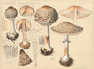 Hans Walty - Lepiota rhacodes Vitt.webp