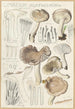 Limacium agathosmum - Hans Baldung — vista dell’opera