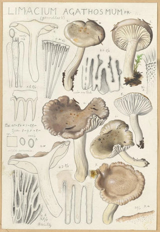 Hans Walty - Limacium agathosmum.webp