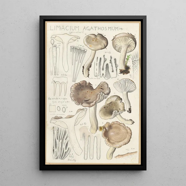 Limacium agathosmum - Hans Baldung — quadro incorniciato alla parete