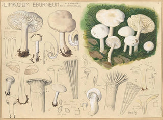 Hans Walty - Limacium eburneum Bull.webp