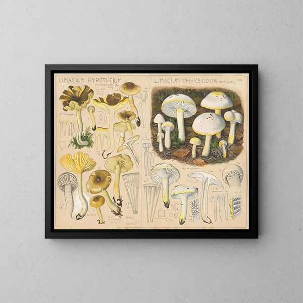 Limacium hypothejum Limacium chrysodon - Hans Baldung — quadro incorniciato alla parete