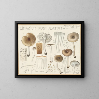 Hans Walty - Limacium pustulatum.webp
