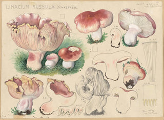Hans Walty - Limacium russula Schaeffer.webp