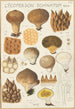 Lycoperdon enchinatum - Hans Baldung — vista dell’opera