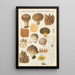 Lycoperdon enchinatum - Hans Baldung — quadro incorniciato alla parete