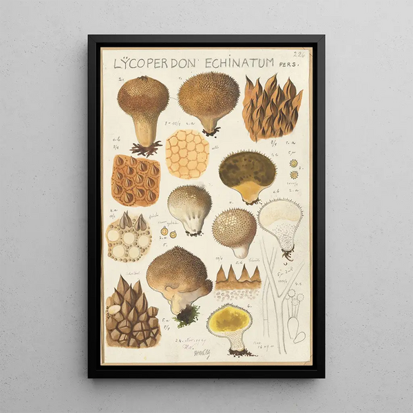 Lycoperdon enchinatum - Hans Baldung — quadro incorniciato alla parete