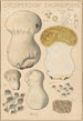 Lycoperdon excipuliforme - Hans Baldung — vista dell’opera