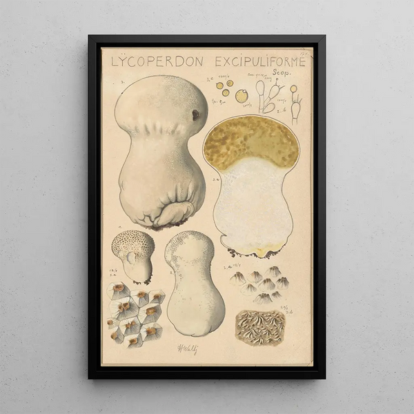 Lycoperdon excipuliforme - Hans Baldung — quadro incorniciato alla parete