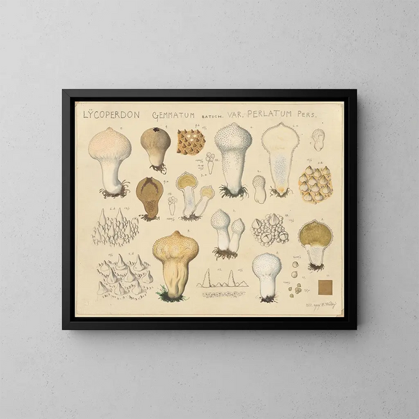 Lycoperdon gemmatum var. perlatum - Hans Baldung — quadro incorniciato alla parete