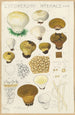 Lycoperdon hyemale - Hans Baldung — vista dell’opera