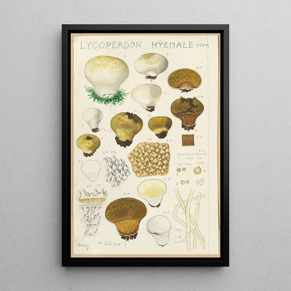 Lycoperdon hyemale - Hans Baldung — quadro incorniciato alla parete
