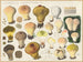 Lycoperdon mammaeforme - Hans Baldung — vista dell’opera