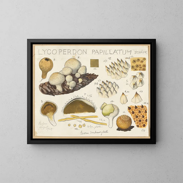 Lycoperdon papillatum - Hans Baldung — quadro incorniciato alla parete
