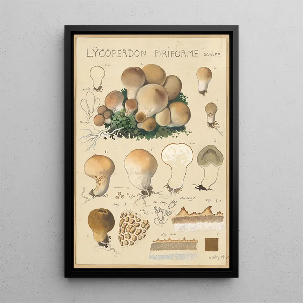 Lycoperdon piriforme - Hans Baldung — quadro incorniciato alla parete