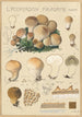 Lycoperdon piriforme - Hans Baldung — vista dell’opera