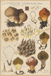 Lycoperdon umbrinum - Hans Baldung — vista dell’opera