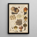 Lycoperdon umbrinum - Hans Baldung — quadro incorniciato alla parete