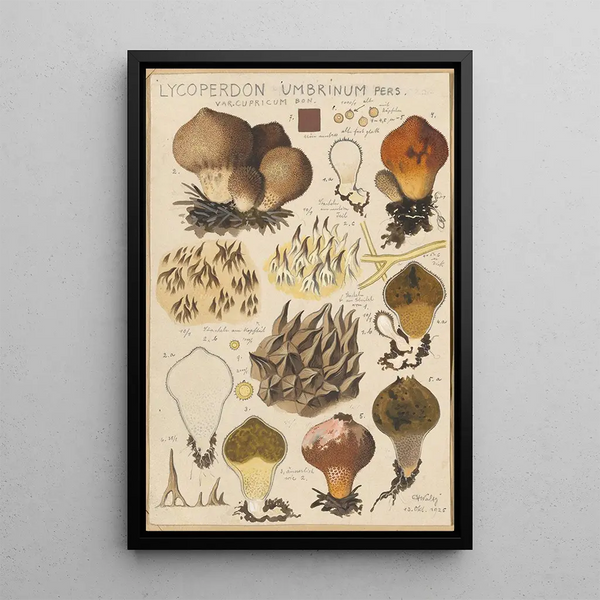 Lycoperdon umbrinum - Hans Baldung — quadro incorniciato alla parete