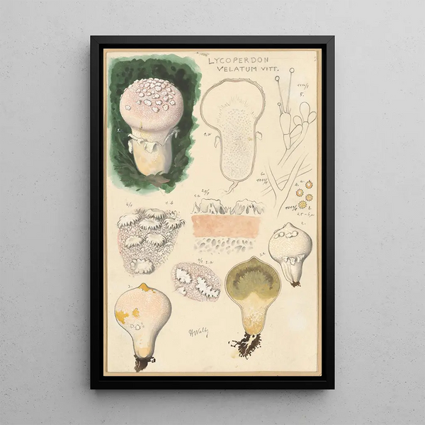 Lycoperdon velatum - Hans Baldung — quadro incorniciato alla parete