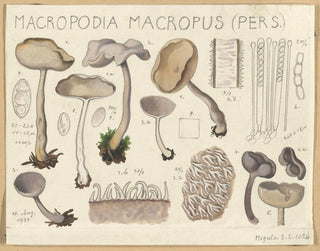 Macropodia macropus - Hans Baldung — vista dell’opera