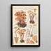 Marasmius confluens - Hans Baldung — quadro incorniciato alla parete
