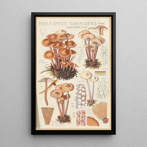Marasmius confluens - Hans Baldung — quadro incorniciato alla parete
