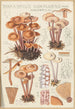 Marasmius confluens - Hans Baldung — vista dell’opera