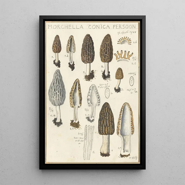 Morchella conica persoon - Hans Baldung — quadro incorniciato alla parete