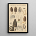 Morchella deliciosa - Hans Baldung — quadro incorniciato alla parete