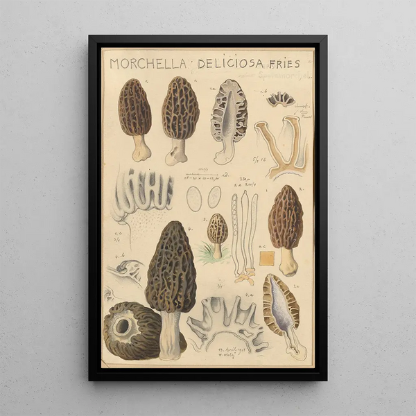Morchella deliciosa - Hans Baldung — quadro incorniciato alla parete