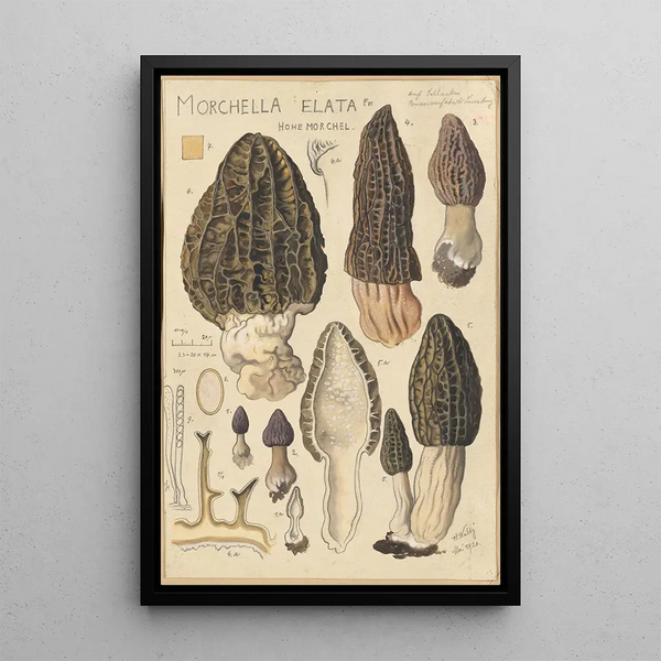 Morchella elata - Hans Baldung — quadro incorniciato alla parete