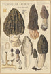 Morchella elata - Hans Baldung — vista dell’opera